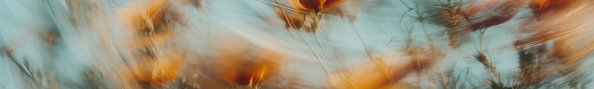 flowers in the field blurry