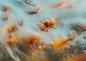 flowers in the field blurry